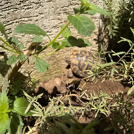 & Ardian-mandi Sarande-albania * Sarande