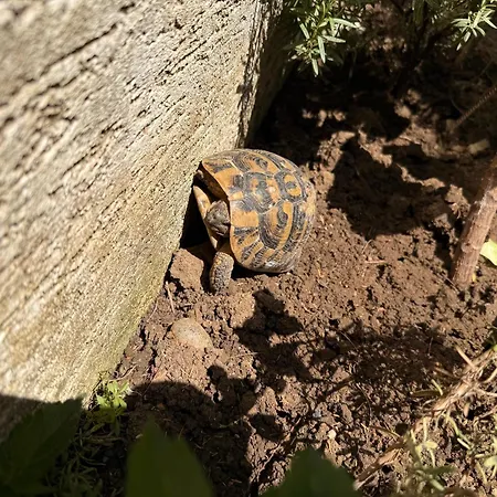 & Ardian-mandi Sarande-albania Apartment