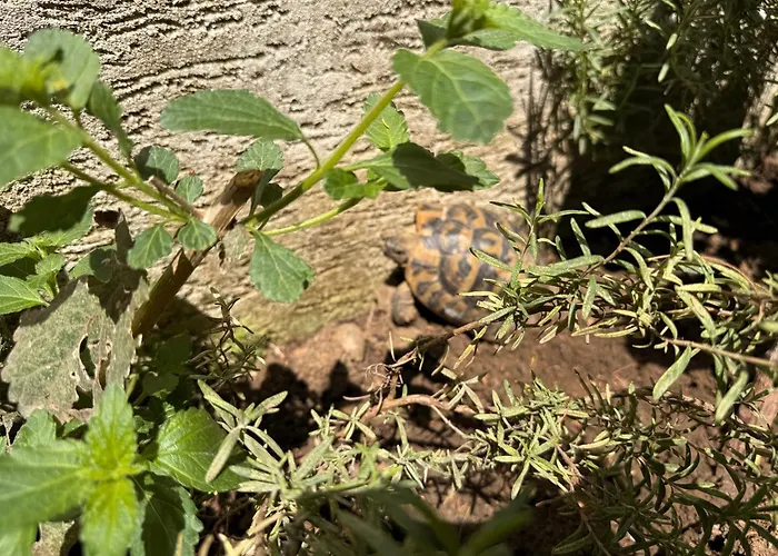 & Ardian-mandi Sarande-albania * Saranda