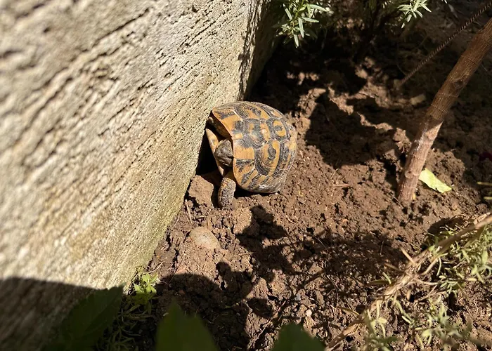 & Ardian-mandi Sarande-albania Appartement